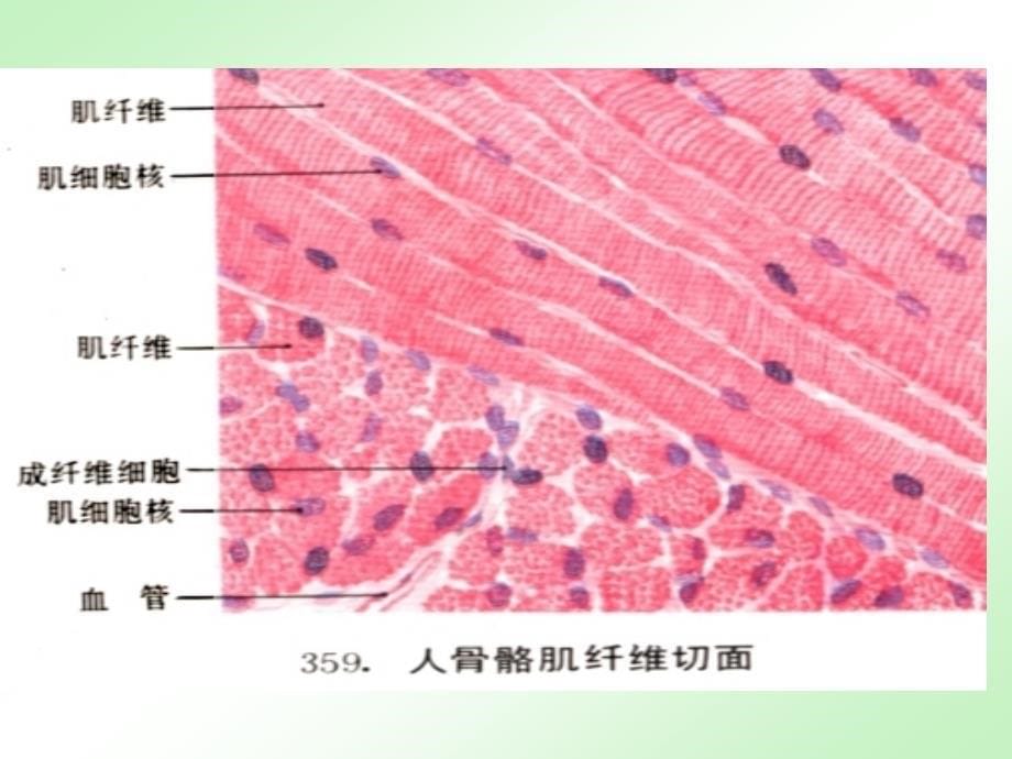 3[[1].肌组织神经组织_第5页