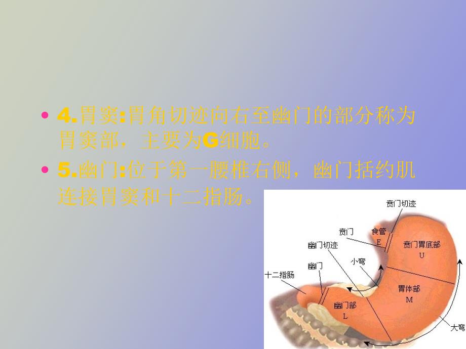 胃的解剖与生理_第4页