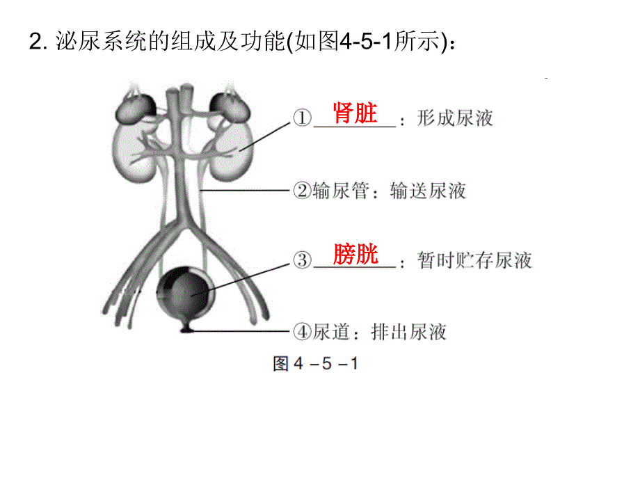 中考生物总复习课件第四单元第五章人体内废物的排出_第4页