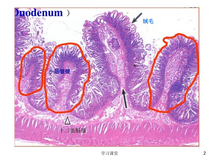 组织学与胚胎学图谱【课堂上课】_第2页