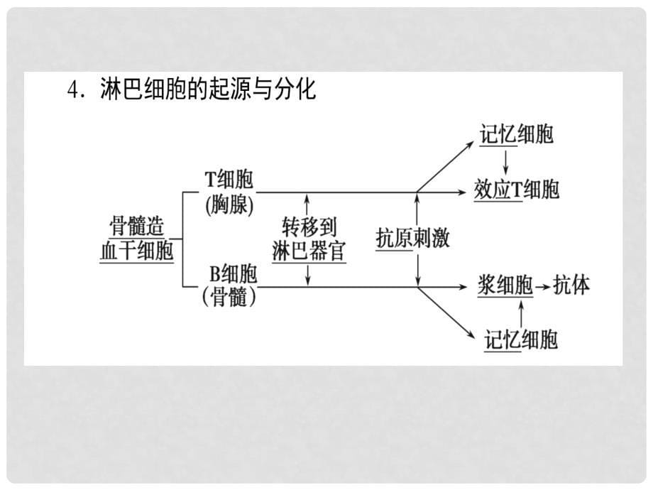 高考生物一轮复习构想 第一单元 人和高等动物的生命活动调节 基础落实案4 免疫调节课件 新人教版必修3_第5页