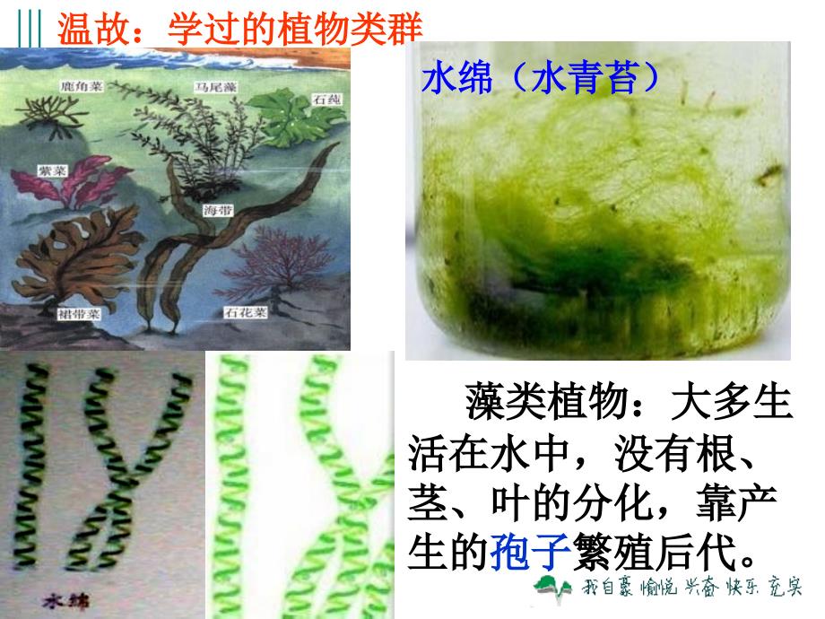 尝试对生物进行分类_第4页