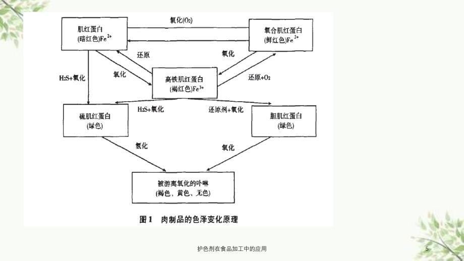 护色剂在食品加工中的应用课件_第5页