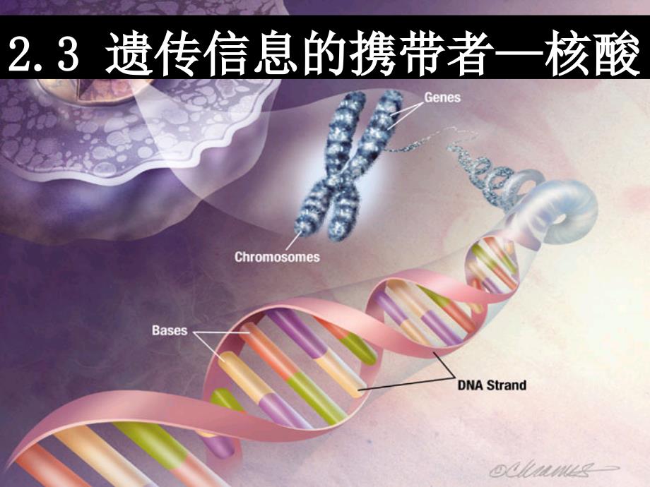 23遗传信息的携带者——核酸_第1页