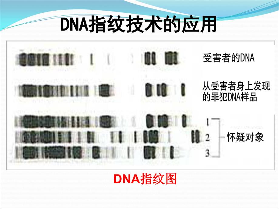 23遗传信息的携带者——核酸_第2页