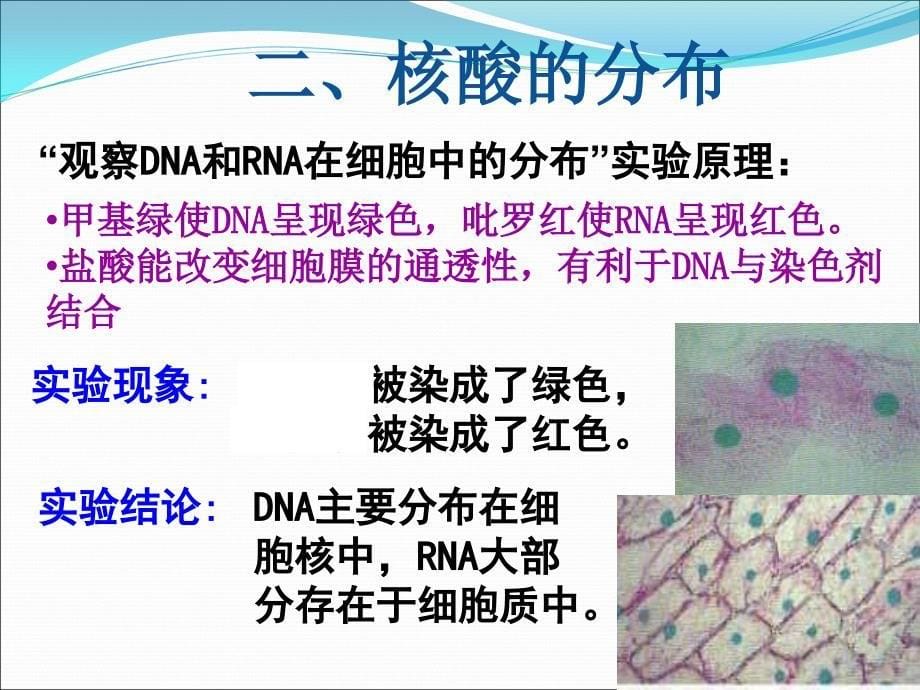 23遗传信息的携带者——核酸_第5页