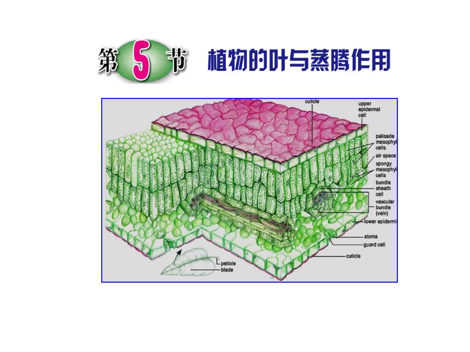 第5节植物的叶与蒸腾作用_第1页