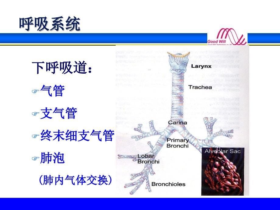 呼吸生理和呼吸模式_第5页