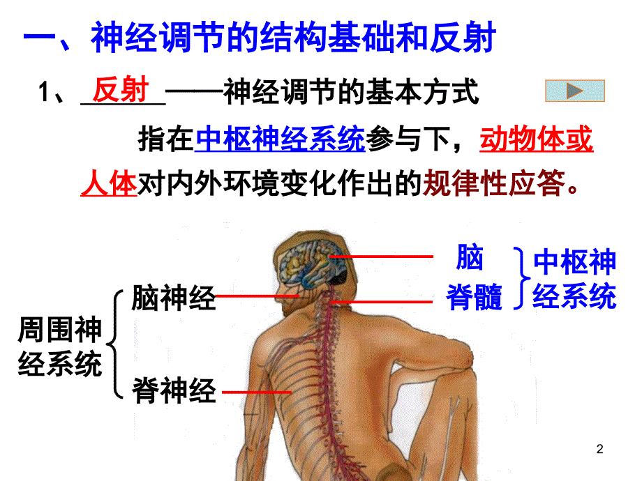 通过神经系统的调节用课堂PPT_第2页