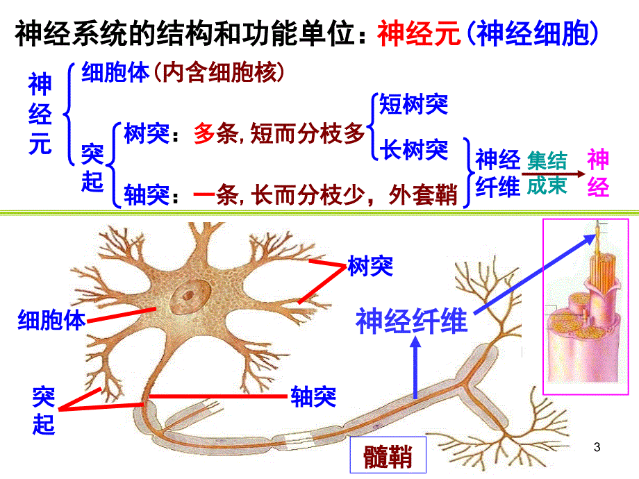 通过神经系统的调节用课堂PPT_第3页