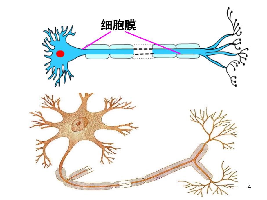 通过神经系统的调节用课堂PPT_第4页