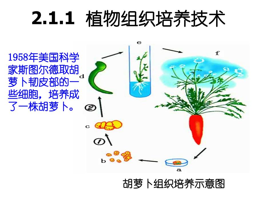 植物组织培养技术_第2页