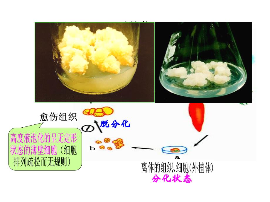 植物组织培养技术_第4页