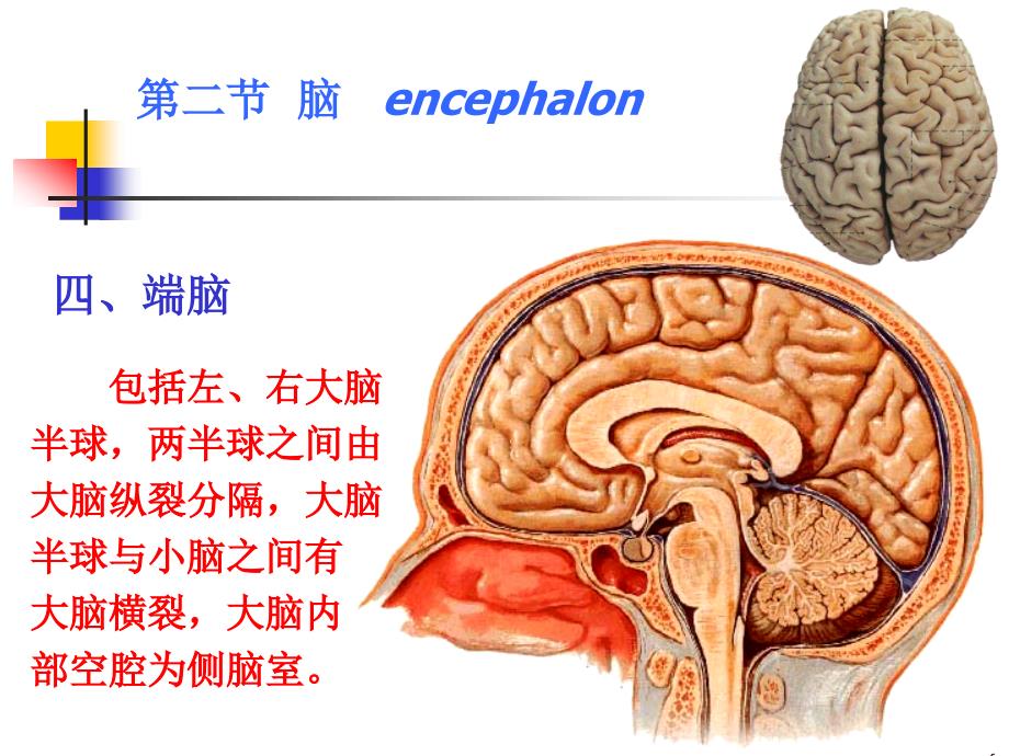 神经系统端脑(完整)课件_第4页