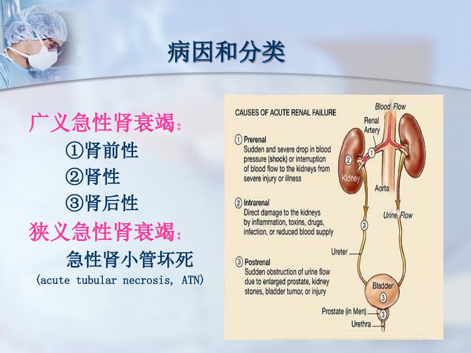 肾功能不全患者的围术期处理.ppt_第2页