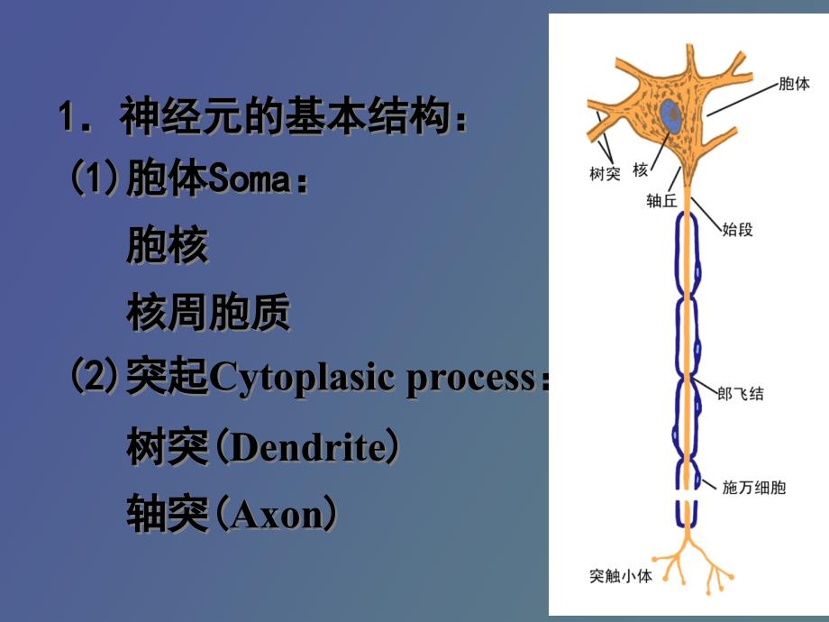 神经元活动的一般规律_第3页