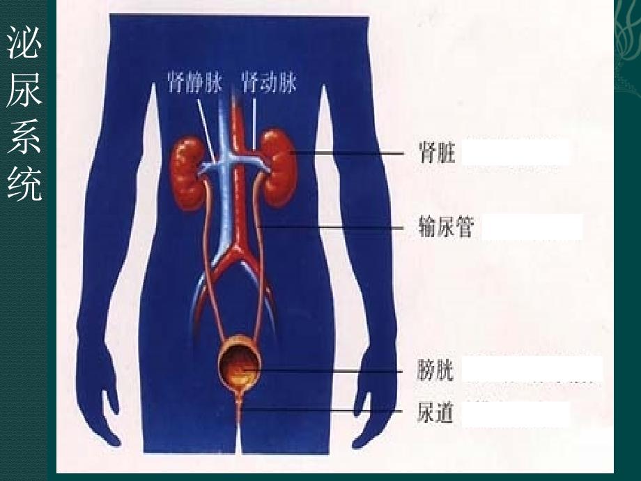 泌尿系统内环境稳定_第2页