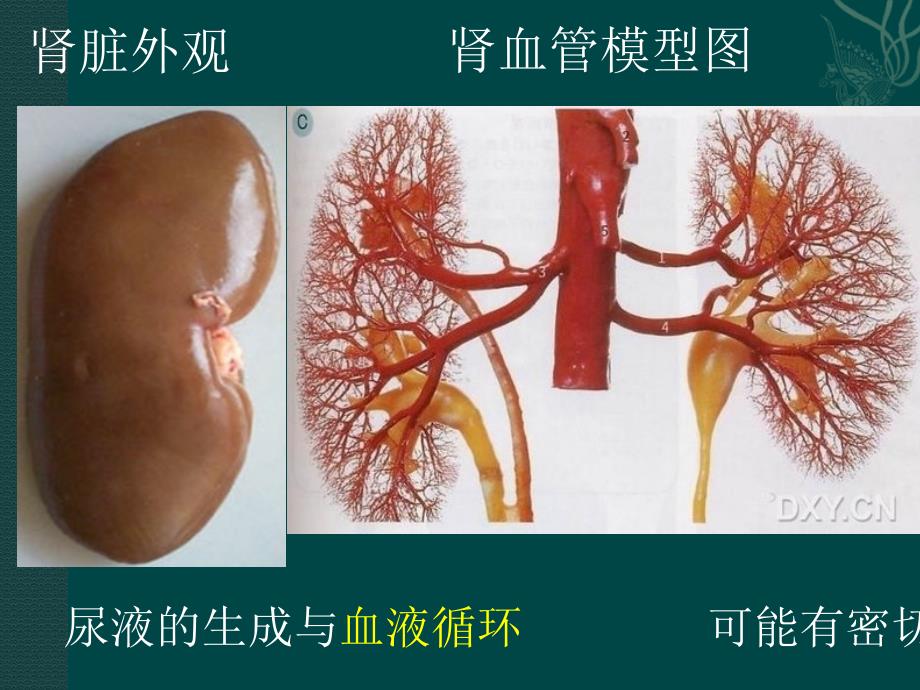 泌尿系统内环境稳定_第3页