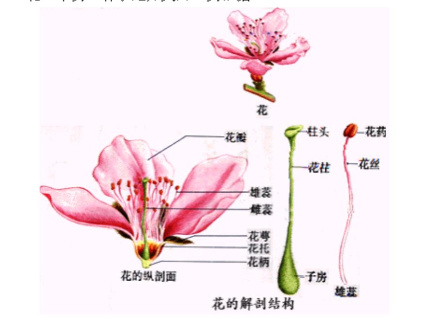 第三节开花和结果_第4页