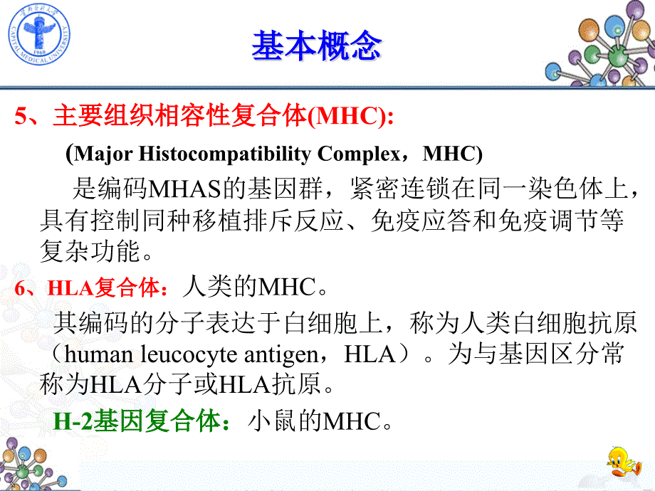 医学免疫学：第7章 主要组织相容性复合体及其编码的抗原系统_第3页