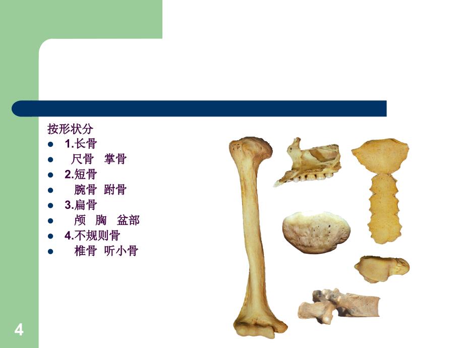 骨骼的力学特性ppt课件_第4页