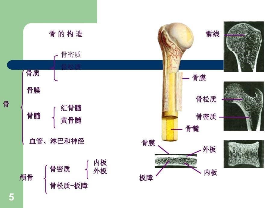 骨骼的力学特性ppt课件_第5页