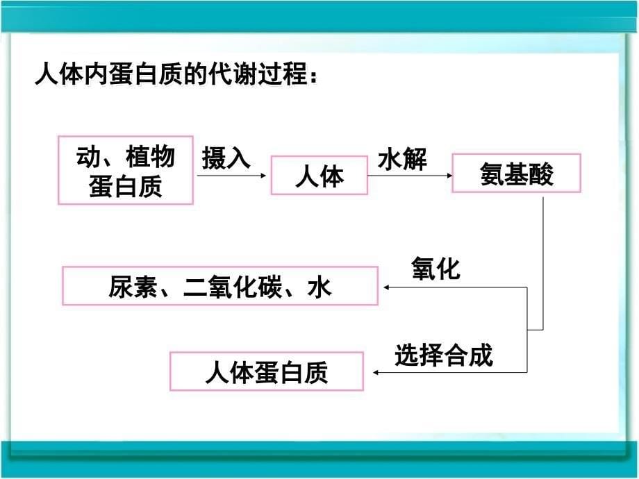 课题1　人类重要的营养物质3_第5页