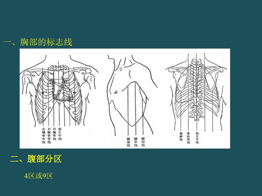 4消化系统人体结构学ppt课件_第2页