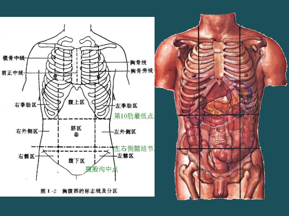 4消化系统人体结构学ppt课件_第3页