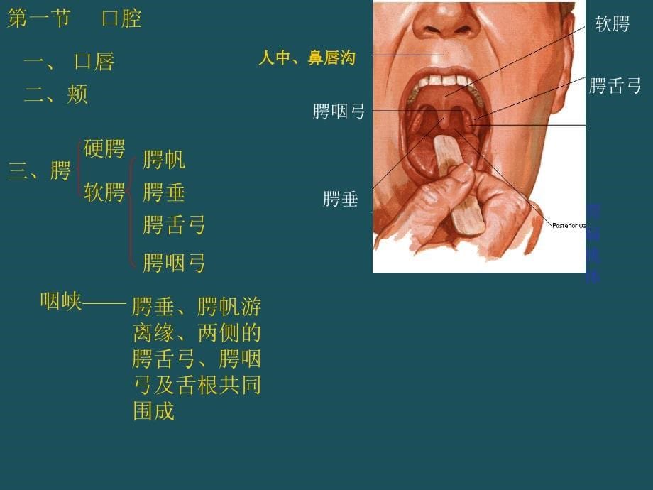 4消化系统人体结构学ppt课件_第5页