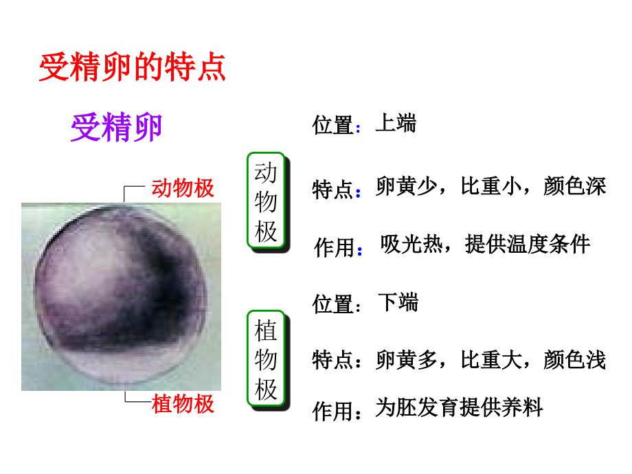 《动物的个体发育》PPT课件_第3页