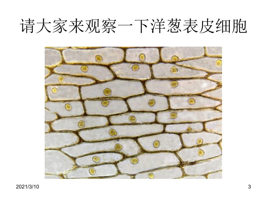 六年级下科学课件细胞3青岛版六年制三起_第3页