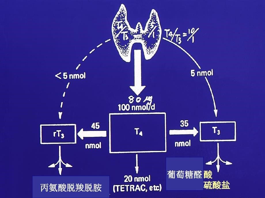 甲状腺功能减退症PPT课件_第5页