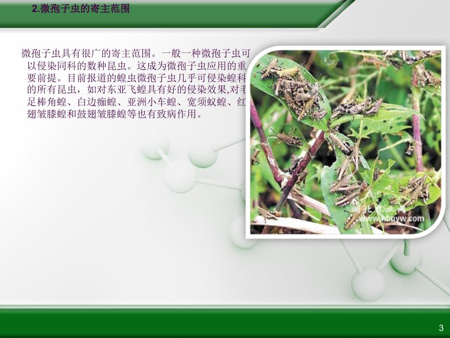 应用蝗虫微孢子虫防治蝗虫ppt课件_第3页