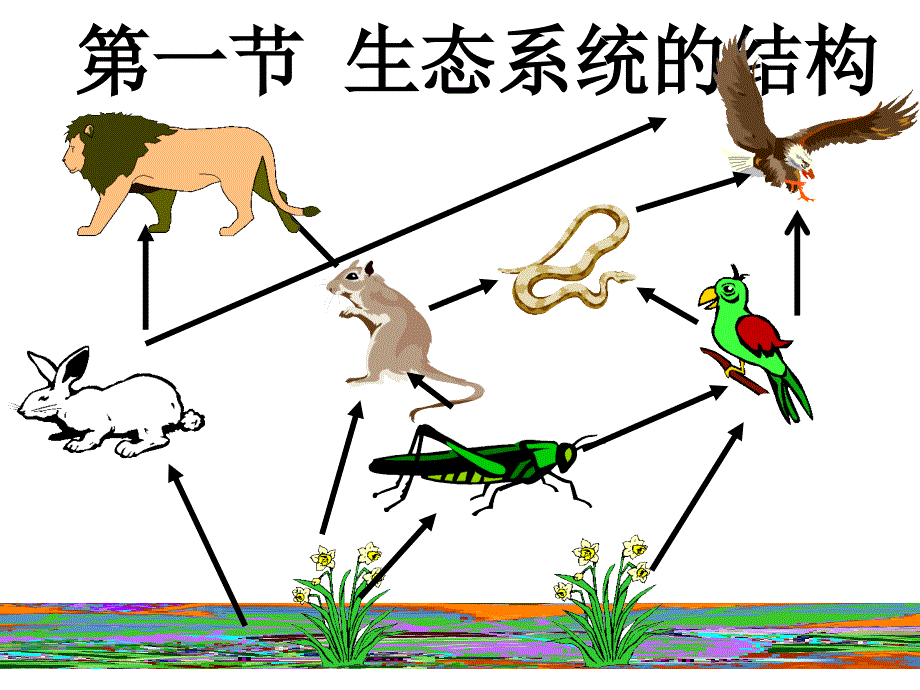 LXF-生态系统的结构上课用课件_第2页