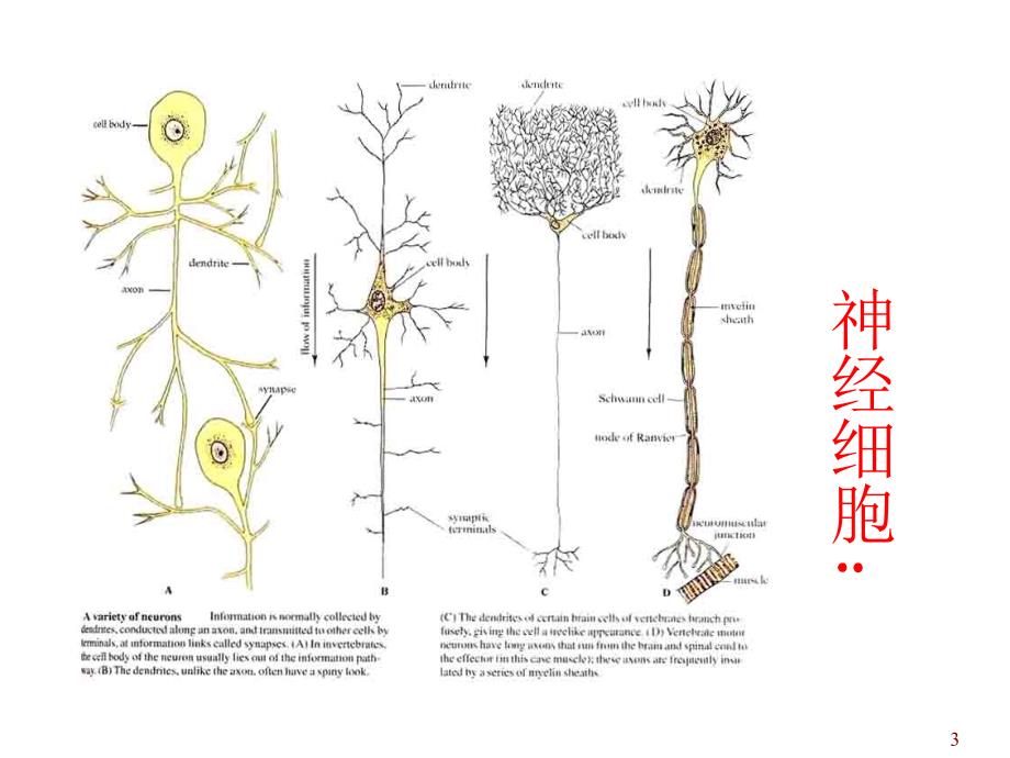 第五章动物的神经调节_第3页