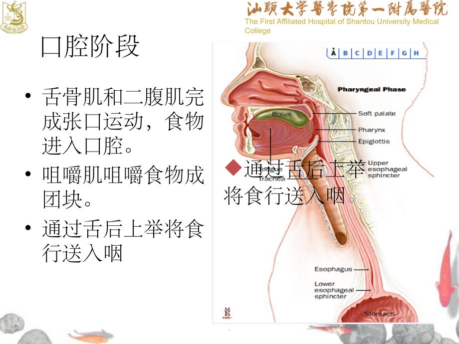 吞咽障碍筛查和护理ppt课件_第4页