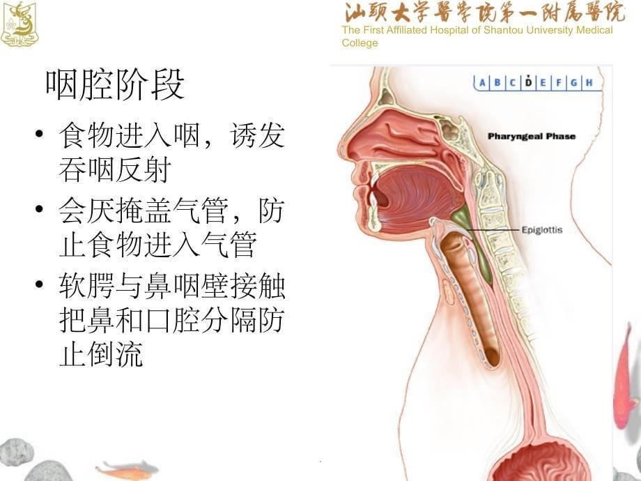 吞咽障碍筛查和护理ppt课件_第5页