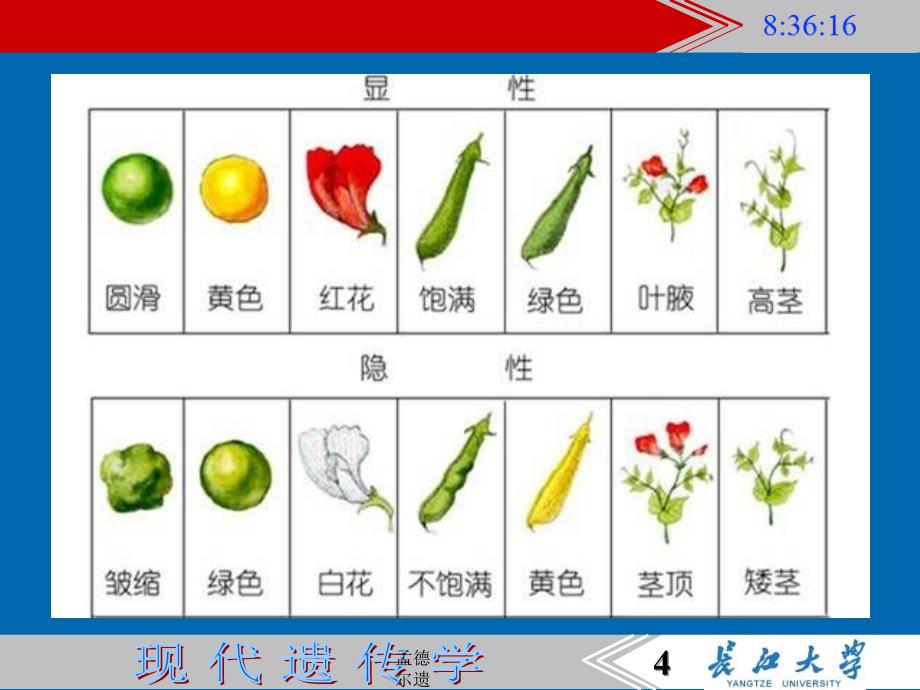 孟德尔遗传规律及其发展课件_第4页