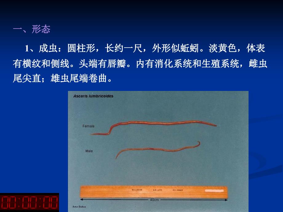 医学寄生虫学：蛔虫_第2页