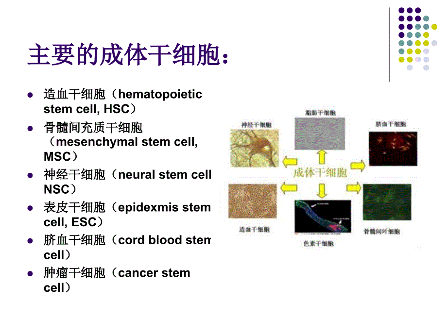 《细胞工程原理》成体干细胞及组织工程学ppt课件_第3页