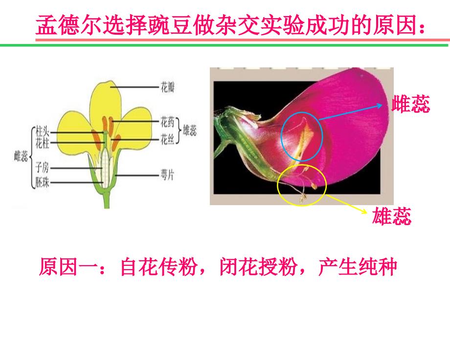 遗传学的奠基人孟德尔_第4页