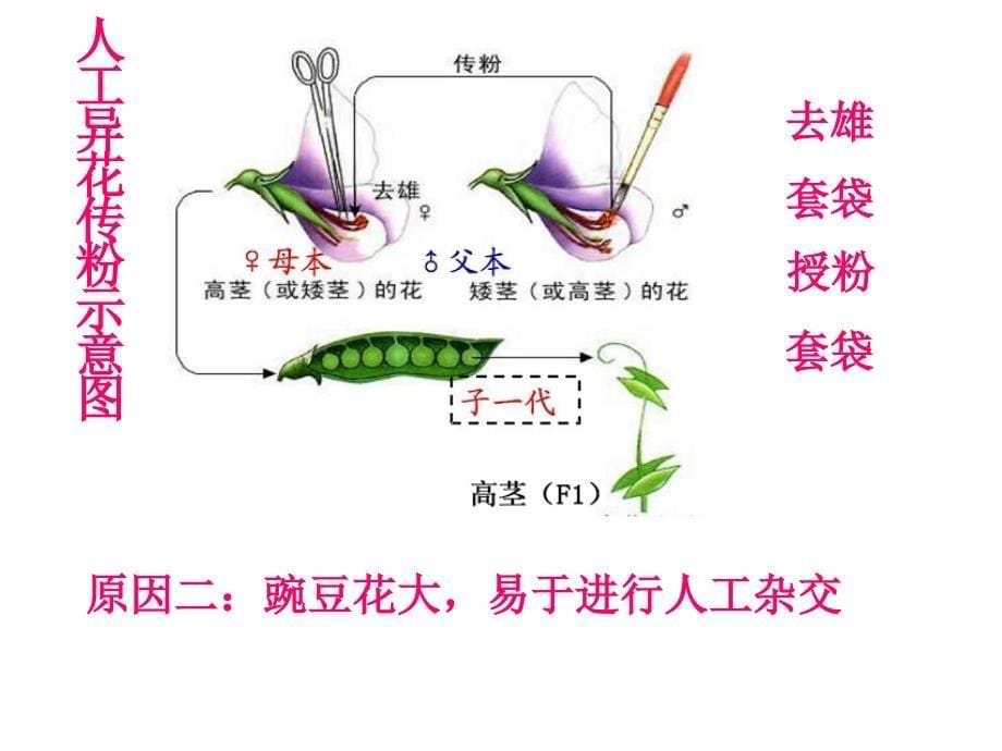 遗传学的奠基人孟德尔_第5页