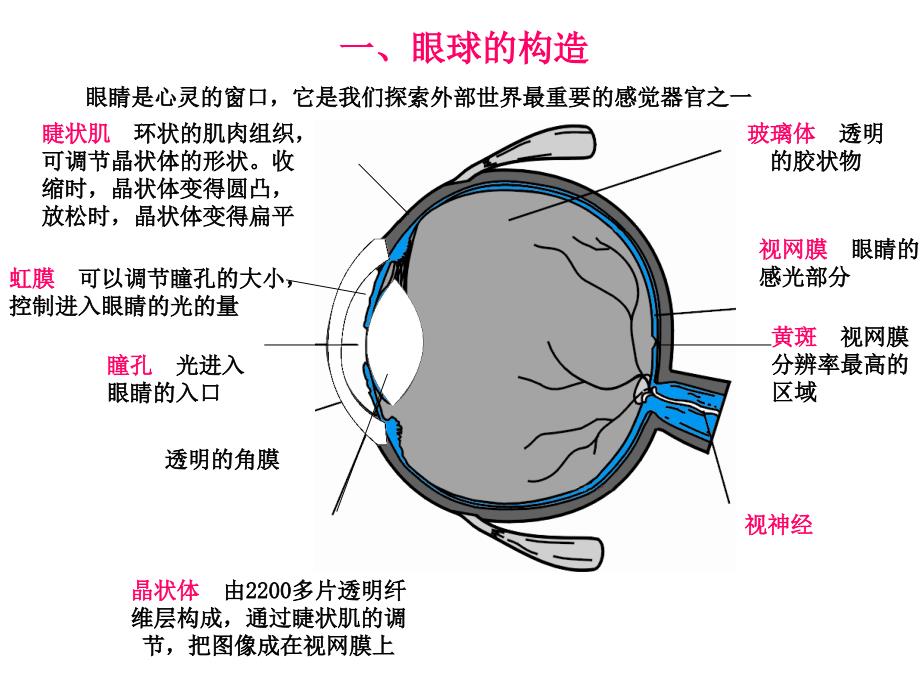 64眼睛和眼镜_第2页