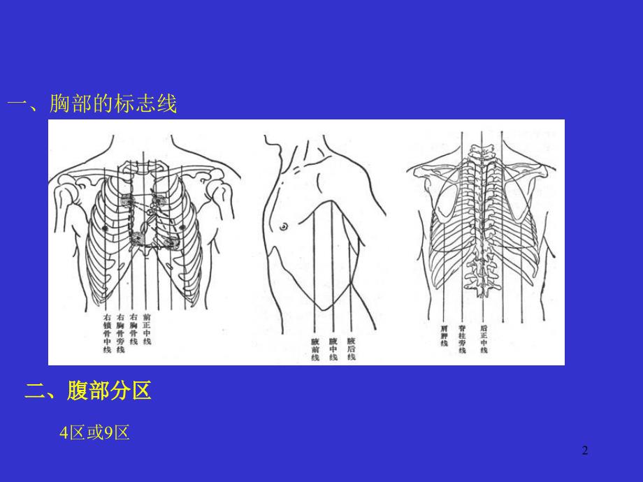 4消化系统人体结构学_第2页