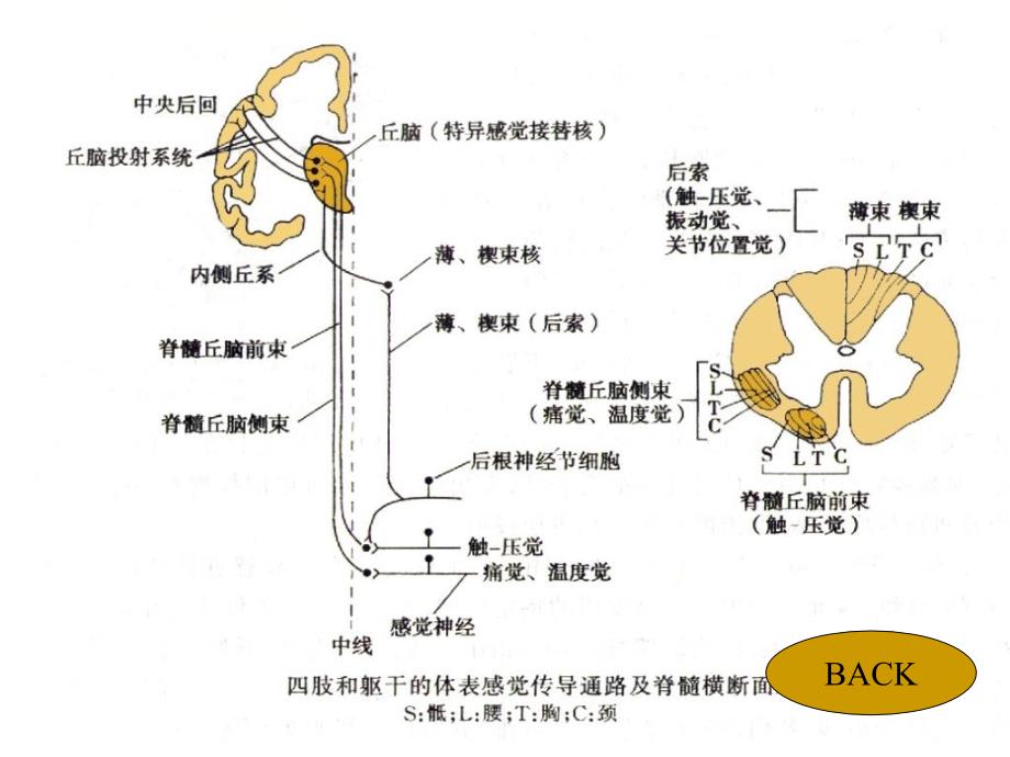 生理学杨莉神经系统功能_第4页