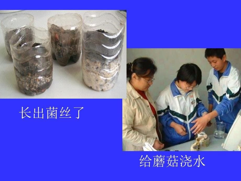 《各种各样的真菌》PPT课件_第5页