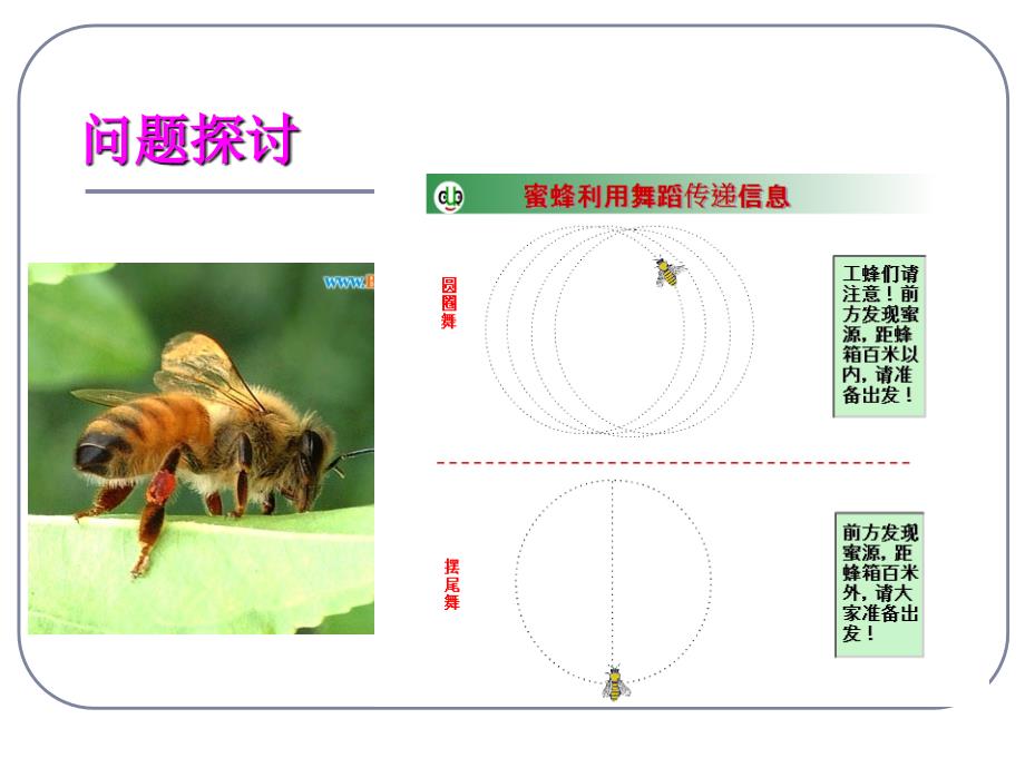 5.4生态系统的信息传递[精选文档]_第2页