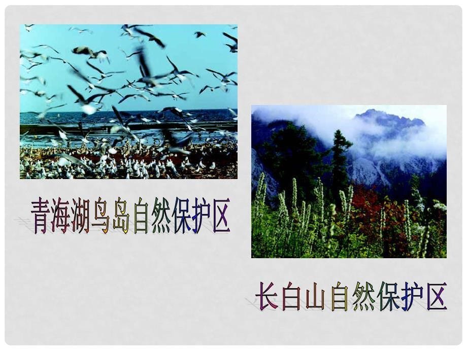 广东省湛江一中锦绣华景学校八年级生物上册《我国动物资源的保护》课件 新人教版_第5页