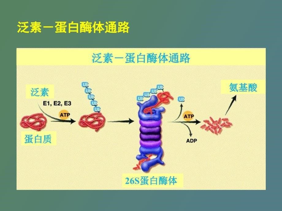 万珂三期临床试验对实践应用的启_第5页